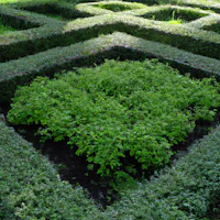 a green plant in the middle of a flower bed